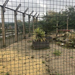 Serval Enclosure at Ponderosa Zoo (October 2022)