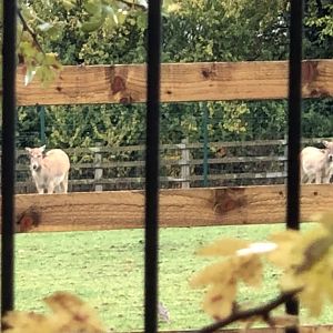 Père David's Deer at Ponderosa Zoo (October 2022)