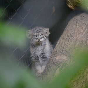 young Pallas's Cat