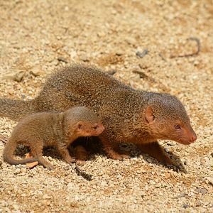 baby Mongoose