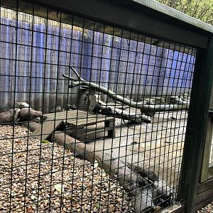 Asian Short-clawed Otter Enclosure at Ponderosa Zoo (October 2022)