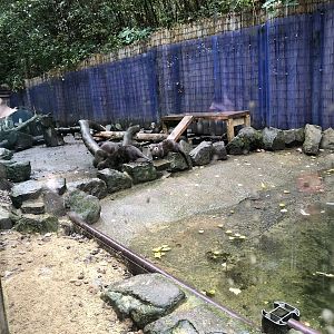 Asian Short-clawed Otter Enclosure at Ponderosa Zoo (October 2022)