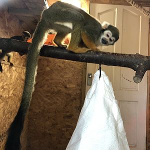 Squirrel Monkey Indoor Enclosure at Ponderosa Zoo (October 2022)