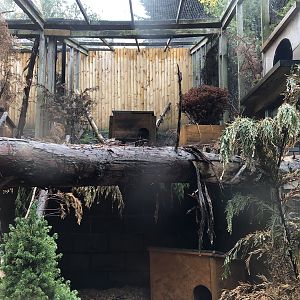 Scottish Wildcat Enclosure at Ponderosa Zoo (October 2022)