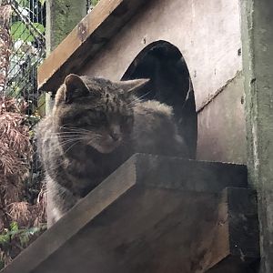 Scottish Wildcat at Ponderosa Zoo (October 2022)