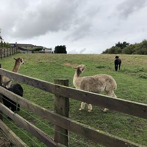 Alpaca / Pygmy Goat Enclosure at Ponderosa Zoo (October 2022)