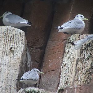 Kittiwake help!