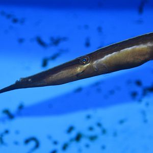 Bearded leatherjacket (Anacanthus barbatus)