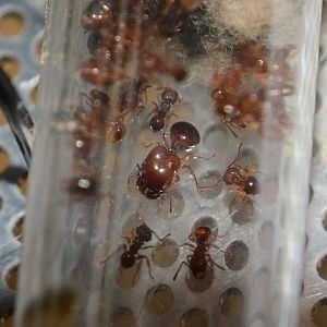 Thailand bigheaded ant (Acanthomyrmex thailandensis)