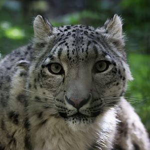 Snow Leopard