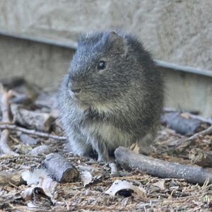 Brazilian Guinea Pig