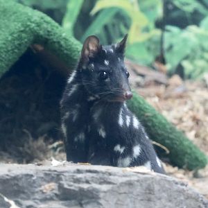 Eastern Quoll