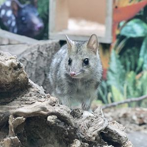 Eastern Quoll
