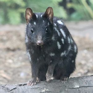 Eastern Quoll
