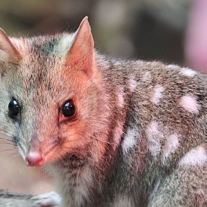 Eastern Quoll