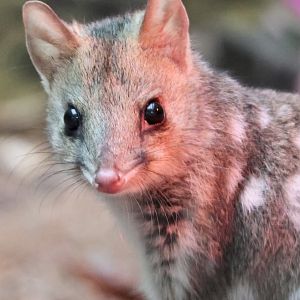 Eastern Quoll