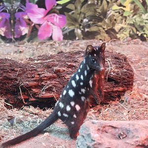 Nosey Quoll