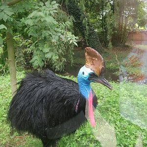 southern cassowary (Casuarius casuarius),