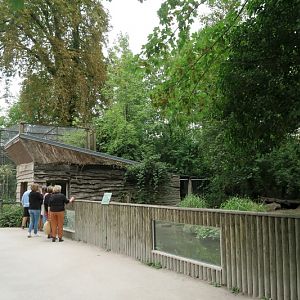 Bush Dog enclosure