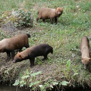 Bush dog (Speothos venaticus)