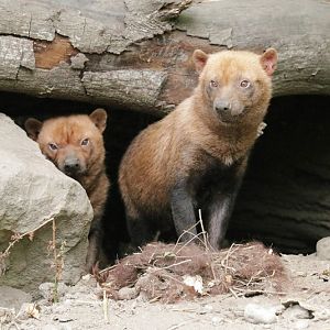 Bush dog (Speothos venaticus)