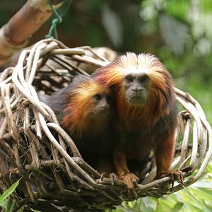 Golden-headed lion tamarin (Leontopithecus chrysomelas)