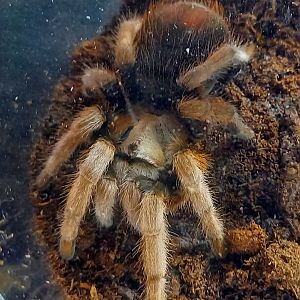 Aphonopelma michoacan
