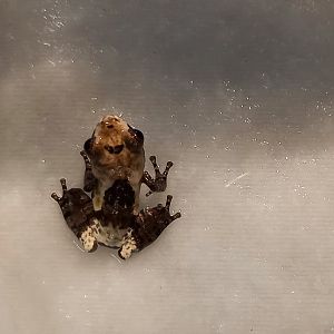 White-spotted bud-eyed frog - Theloderma albopunctatum