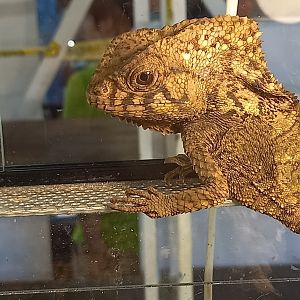 Smooth-helmeted iguana - Corytophanus cristatus