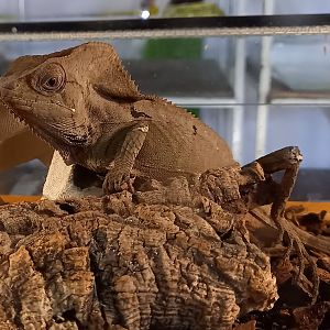 Smooth-helmeted iguana - Corytophanes cristatus