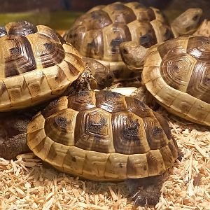 Testudo graeca ibera - juveniles