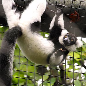 Black-and-white Ruffed Lemur