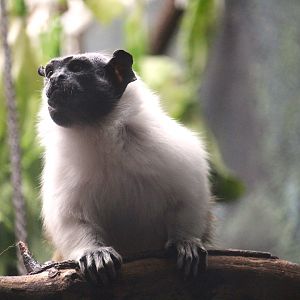 Pied Tamarin