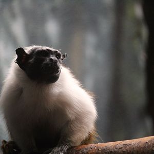 Pied Tamarin