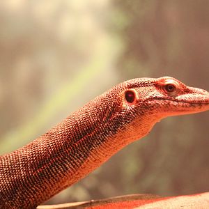 Mertens' Water Monitor