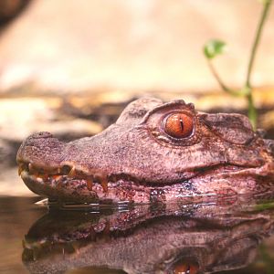 Cuvier's Dwarf Caiman