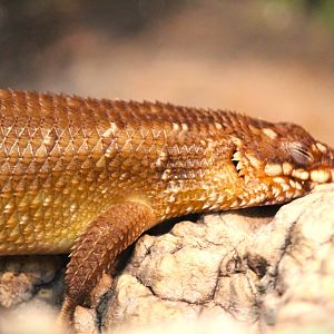 Hosmer's Spiny-tailed Skink