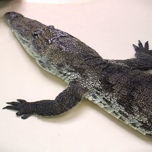 West African Crocodile