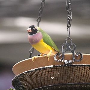Gouldian Finch