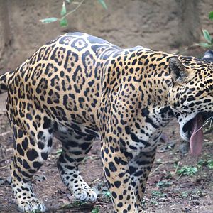Jaguar