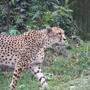 Southeast African Cheetah