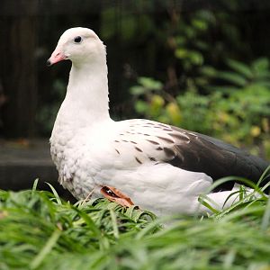 Andean Goose