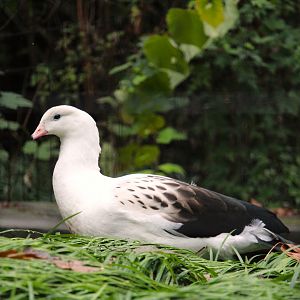 Andean Goose