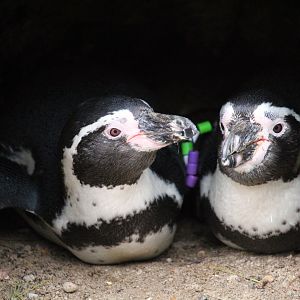 Humboldt Penguins