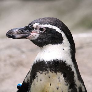 Humboldt Penguin