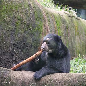 Spectacled Bear