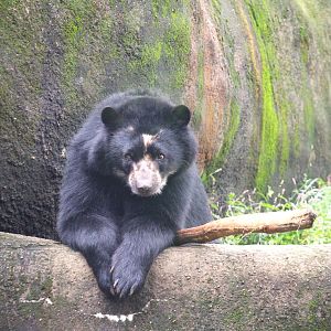 Spectacled Bear