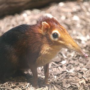 Black-and-rufous Elephant Shrew