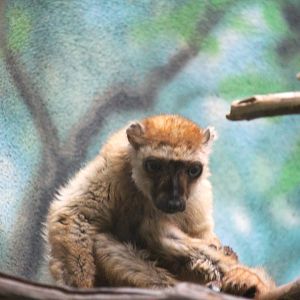 Blue-eyed Black Lemur