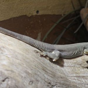 Jayakar lizard (Omanosaura jayakari)